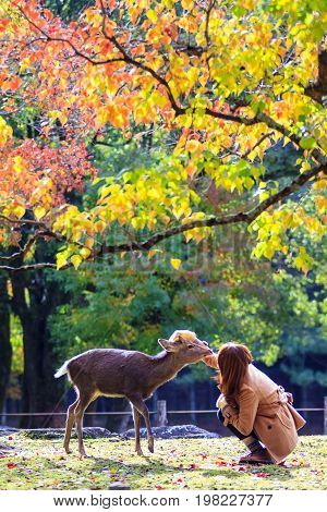 Fall Season With Beautiful Maple Color At Nara Park, Japan