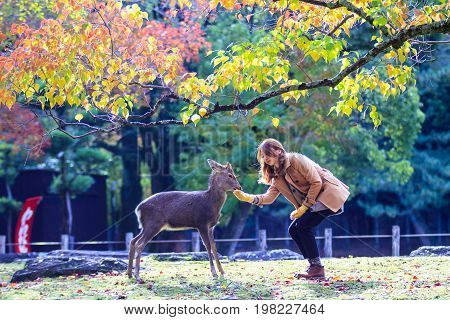 Fall Season With Beautiful Maple Color At Nara Park, Japan