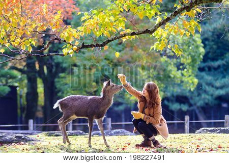Fall Season With Beautiful Maple Color At Nara Park, Japan
