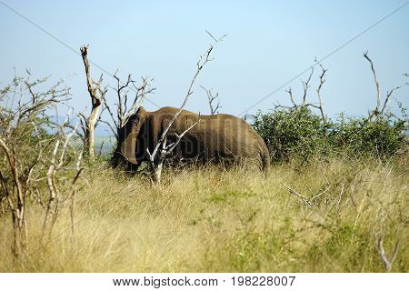 African Elephant in the  Kruger National Park