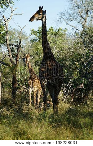 African Giraffe in the  Kruger National Park