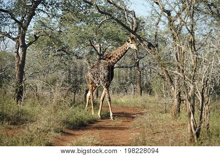 African Giraffe in the Kruger National Park