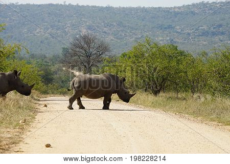 white Rhino in the Kruger National Park