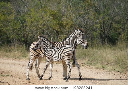 Burchell Zebra Kruger in the  National Park