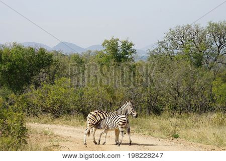 Burchell Zebra Kruger in the  National Park