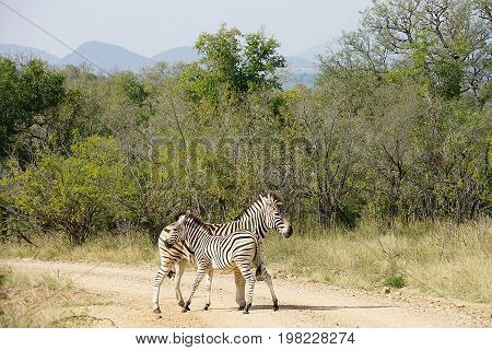 Burchell Zebra Kruger in the National Park