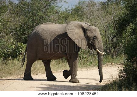 African Elephant in the  Kruger National Park