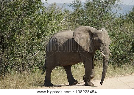 African Elephant in the  Kruger National Park