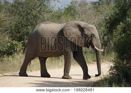 African Elephant in the  Kruger National Park