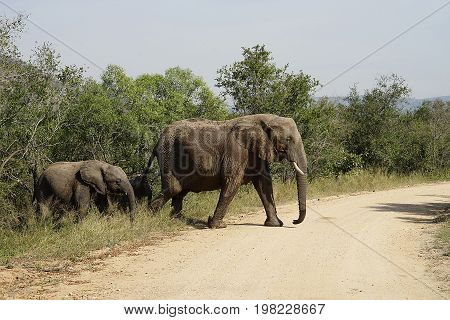 African Elephant in the  Kruger National Park