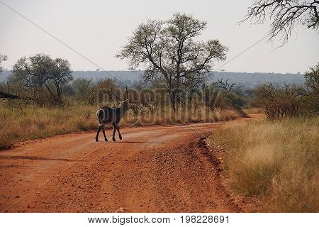 An Antelope in the Kruger National Park