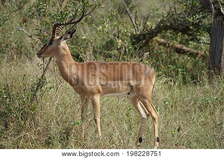 An Impala in the Kruger National Park.