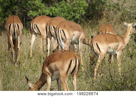 Group of Impala in the Kruger National Park