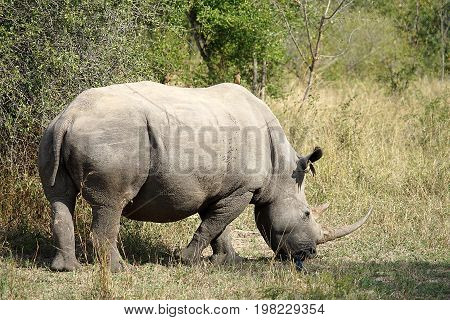 white Rhino in the Krueger National Park