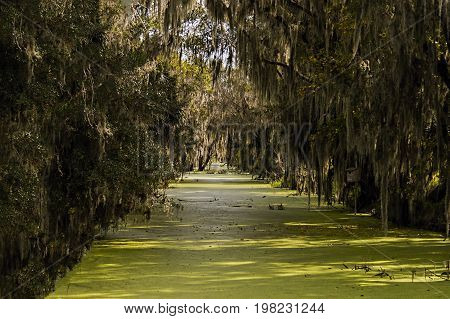 Canal with Swamp and Spanish Moss forming a tunnel in Fl
