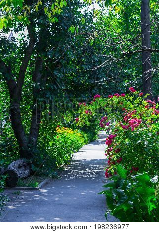 Close up of rosebush, climbing rose with pink flowers, yellow flowers border in blur background. Small rural street with tall trees and grass in the morning sun.