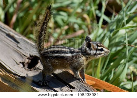 Chipmunk checking out the scene at Pearl Lake