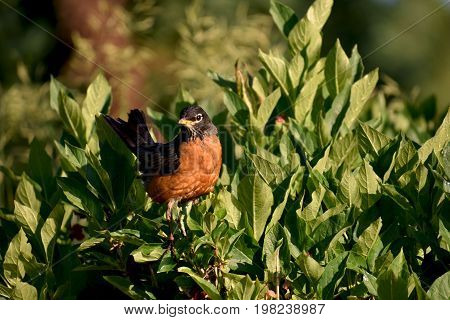 American Robin amongst bushes at Pearl Lake