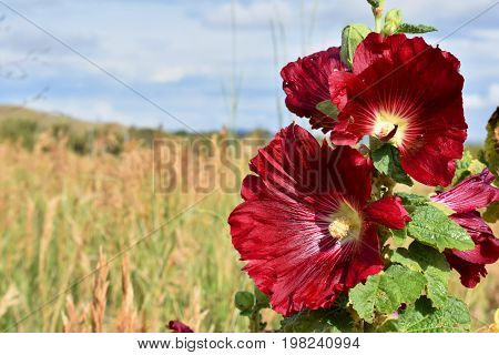 Hibiscus flower in Hayden, Colorado with fields in the background