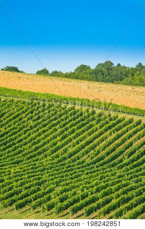 Beautiful green countryside landscape, vineyard in Daruvar region, Croatia
