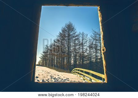 View of window to pine forest in sunny winter. Vintage tone.