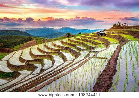 Terrace Rice Field Of Ban Pa Bong Piang In Chiangmai, Thailand.