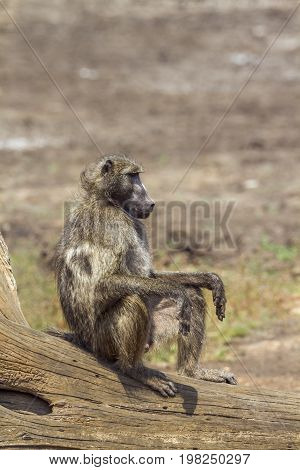 Chacma baboon in Kruger national park, South Africa ; Specie Papio ursinus family of Cercopithecidae