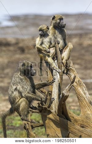 Chacma baboon in Kruger national park, South Africa ; Specie Papio ursinus family of Cercopithecidae