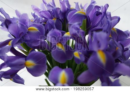 Purple irises on a white background with leaves