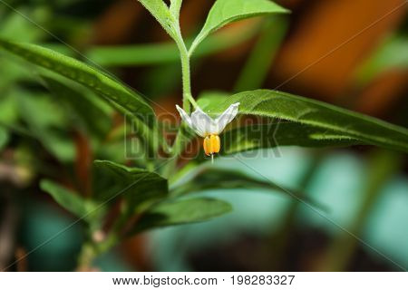 Flower Of Ornamental Nightshade