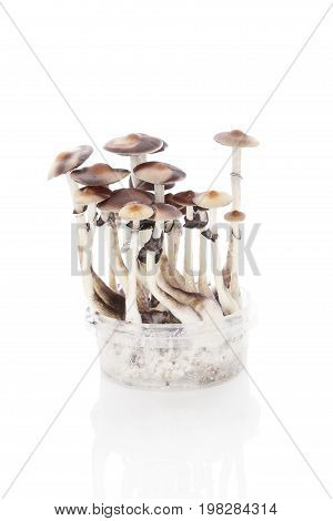 Magic mushroom grow kit isolated on white background. Trippy psychedelic medicine.