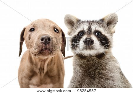 Portrait of a funny pit bull puppy and raccoon, closeup, isolated on white background