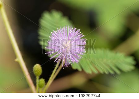 Flower of a sensitive plant (Mimosa pudica)