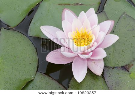pink and white water lily