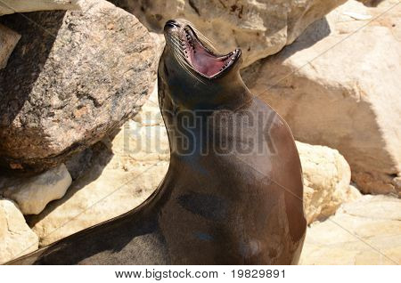 sea lion
