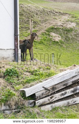 Curious shorn brown sheep peering around a building at the camera with a pile of timber in the foreground
