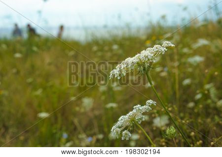 Green meadow near lake. Umbrella flower on a blurred background. Green meadow near lake. Umbrella flower on a blurred background. Summer meadow with grass and blue sky. Regional Landscape Park of Kinburn Foreland. Black Sea foreland landscape. Kinburn Spi