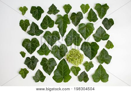 Floral Pattern Made Of Dogwood Green Leaves And Sevenbark Flower On White Background. Flat Lay, Top