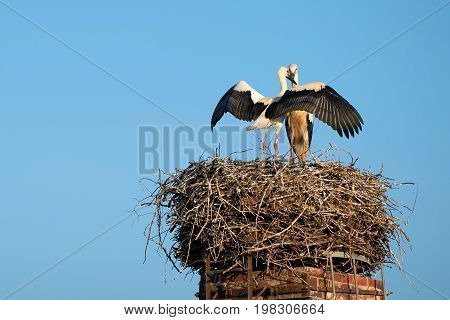 Storks in a nest in the village Biederitz near Magdeburg