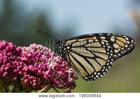 A Monarch Butterfly feeding from flowwers on a plant.