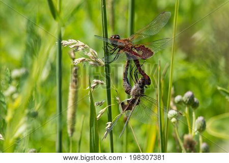 A pair of mating Red Saddlebags dragonflies in the wheel.