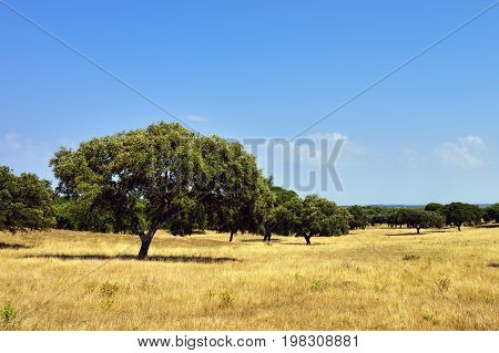 Cork Oak Trees, Portugal