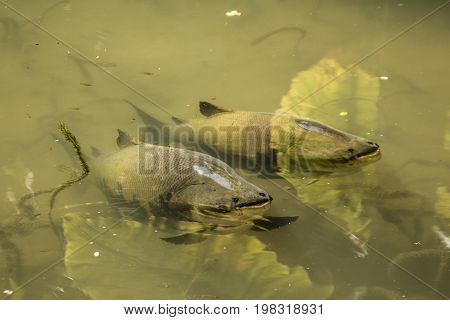 Tambaqui Fish In A Lake