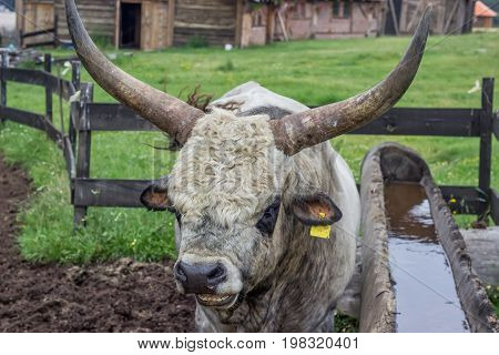 Podolian Bull With Big Horns At The Farm 2
