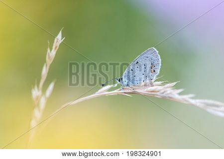Beautiful nature scene with butterfly. Macro shot of butterfly on the flower. Butterfly in the nature habitat.