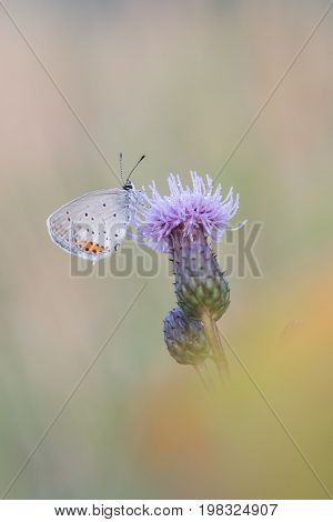 Beautiful nature scene with butterfly. Macro shot of butterfly on the flower. Butterfly in the nature habitat.