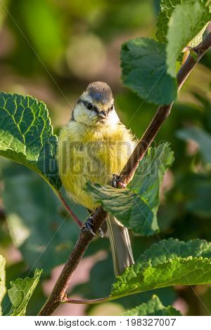 Baby Blue Tit Is Perched On The Branch Of Plum Tree