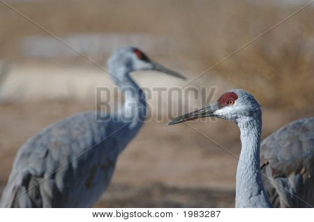 Sandhill 크레인