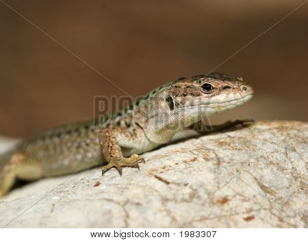 Lézard