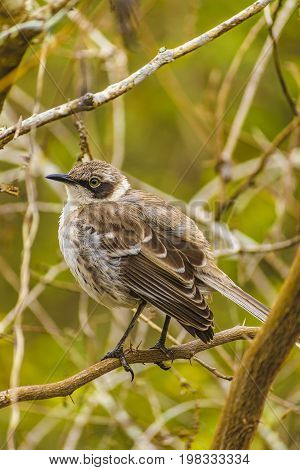 Grey Bird At Dry Tree, Galapagos, Ecuador
